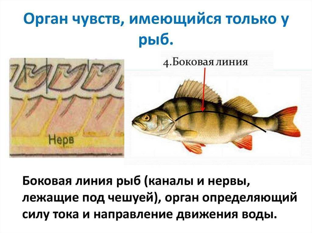 ✅ правда что у рыб память 3 секунды. память рыбы – три секунды или больше - zevs-studio.ru
