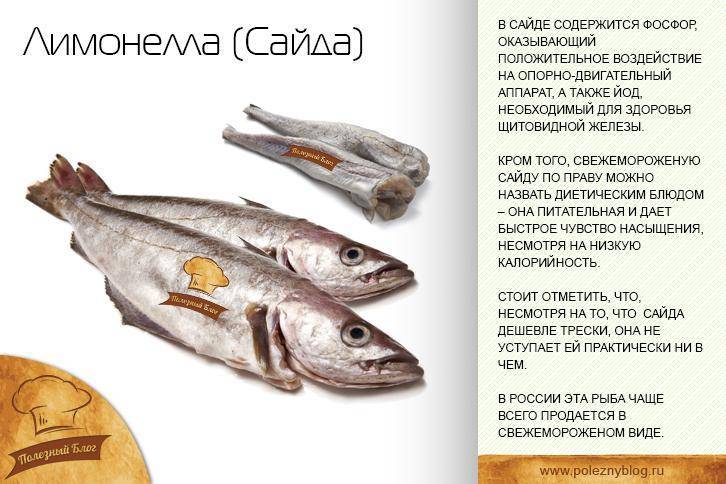 Сайда рыба. Образ жизни и среда обитания рыбы сайды