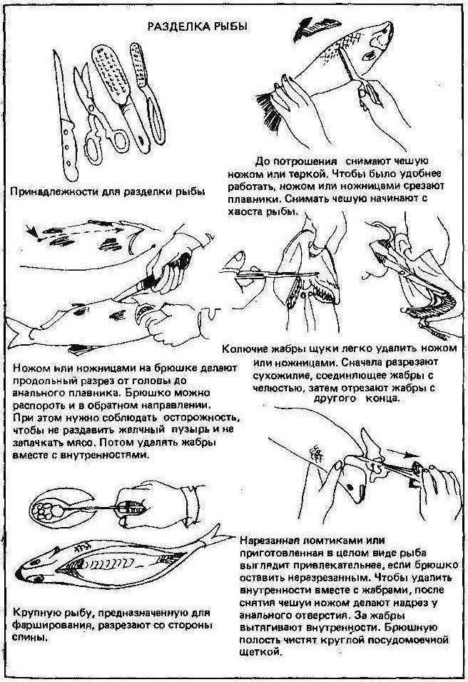 Схема разделки рыбы