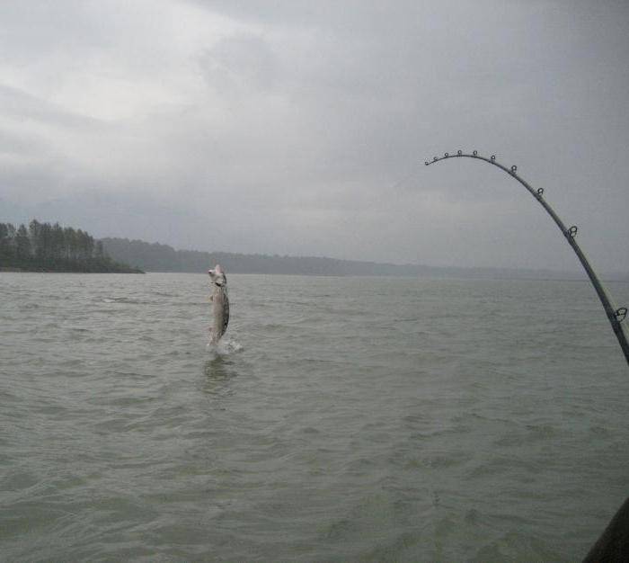 На что ловить осетра: особенности рыбалки, на какие приманки клюет