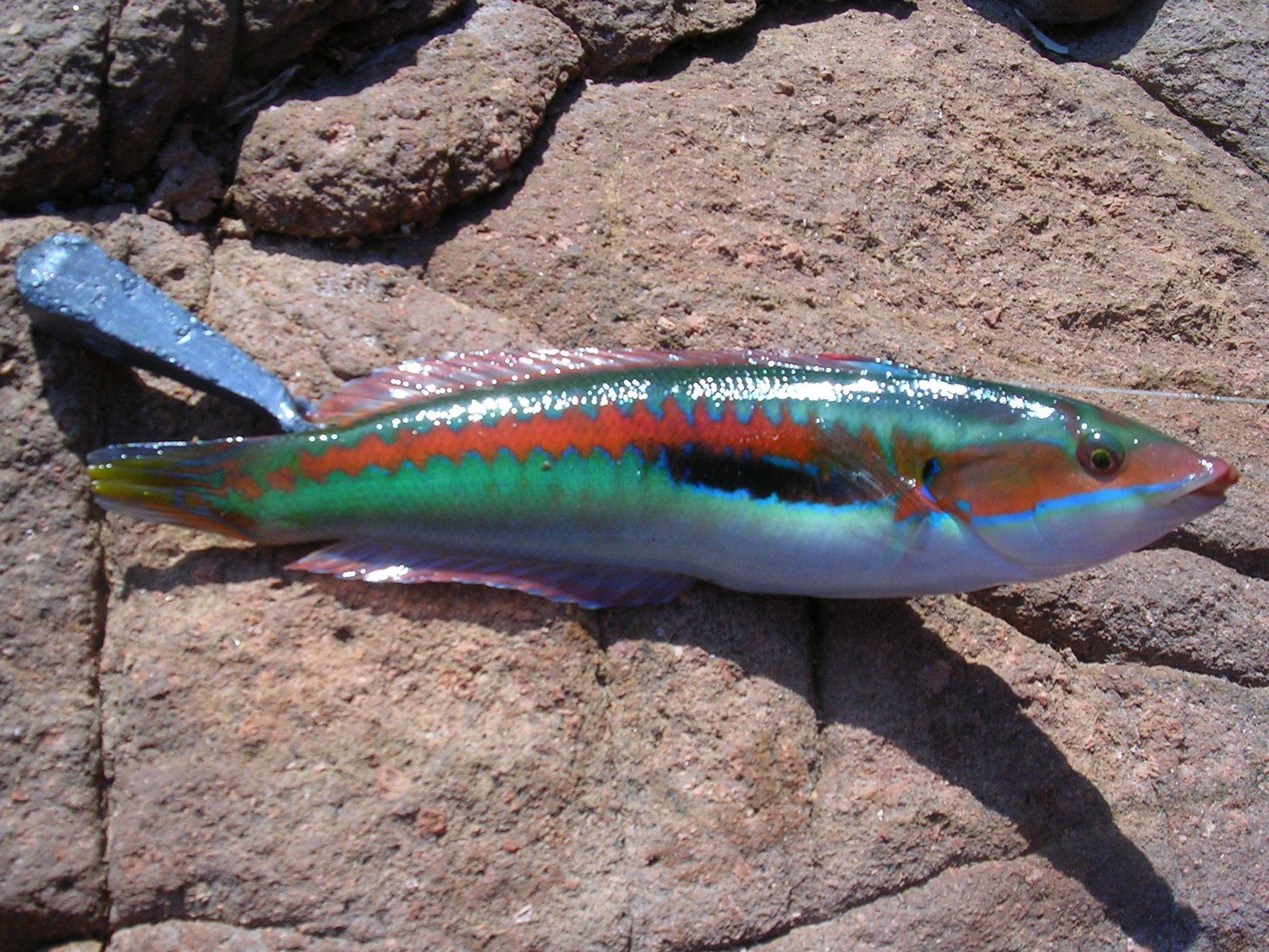 Рыба «угай крупночешуйный» фото и описание