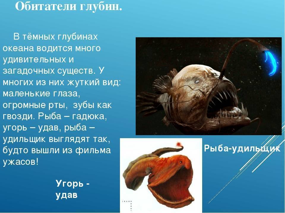 Рыба удильщик: среда обитания, питание и размножение, половые различия глубоководного морского черта