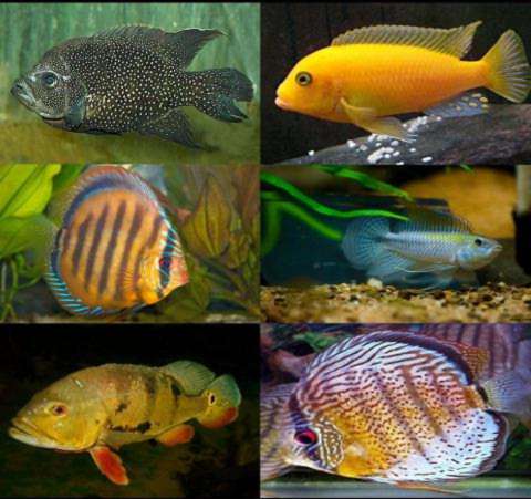 Цихлиды аквариумные рыбки: виды и фото, описание, содержание, совместимость с другими рыбами :: syl.ru