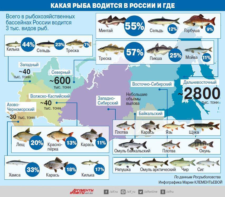 Правила рыболовства в россии
