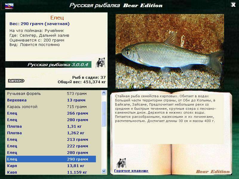 Елец (рыба): описание и фото. зимняя рыбалка на ельца :: syl.ru