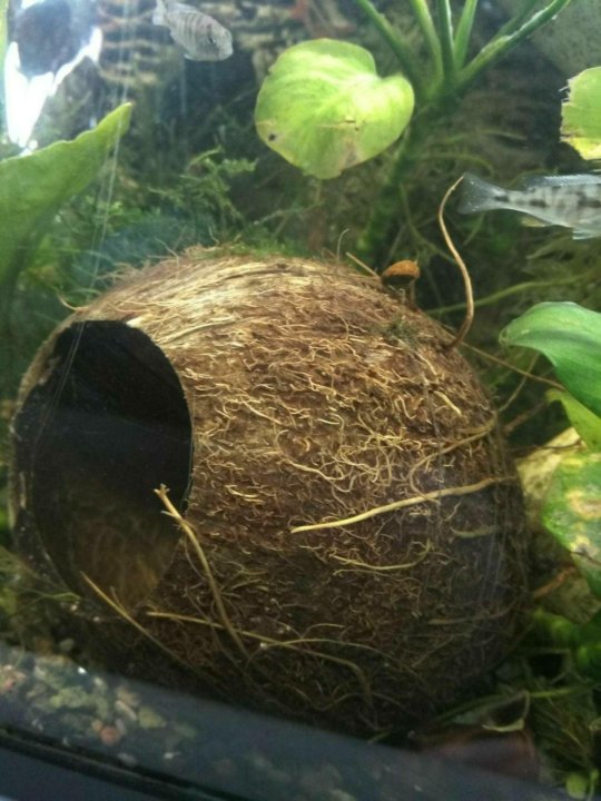 Что можно сделать из кокосовой скорлупы для аквариума