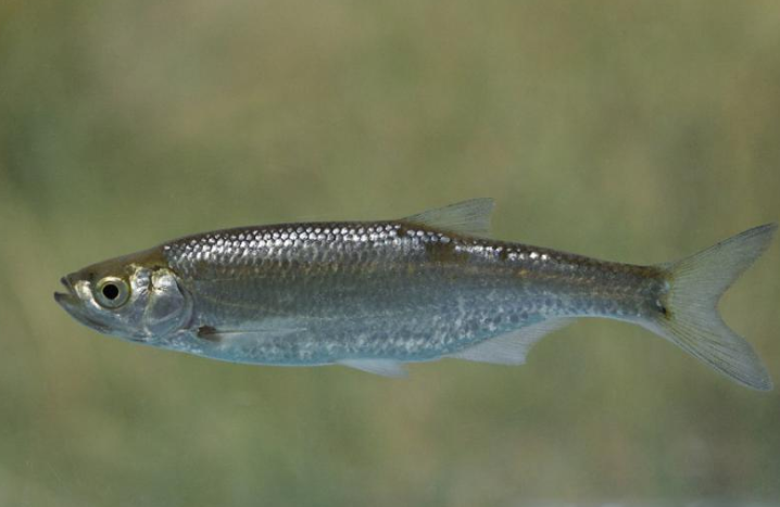 Рыба верхогляд: описание, ареал обитания и образ жизни, особенности ловли, фото