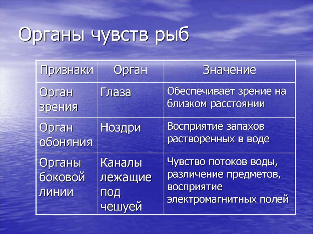 Органы чувств у рыб презентация