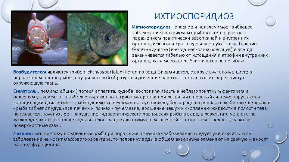 У аквариумной рыбки вздулся живот: причина и что делать?