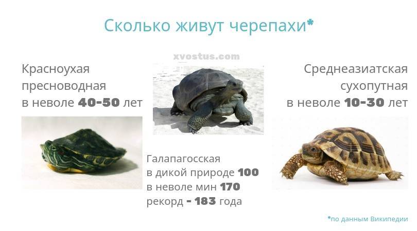Сколько красноухая черепаха может находиться без воды, как долго она проживет на суше