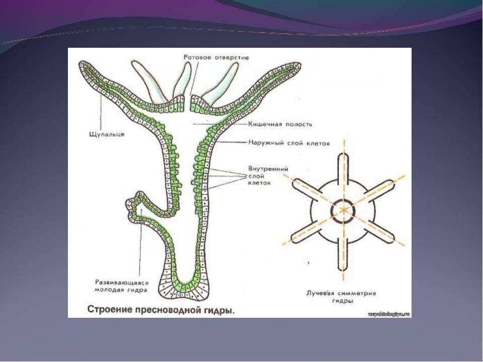 Строение и передвижение гидры. Пресноводный полип гидра строение. Строение полипа гидры. Гидра Пресноводная строение. Гидра Пресноводная строение рисунок.
