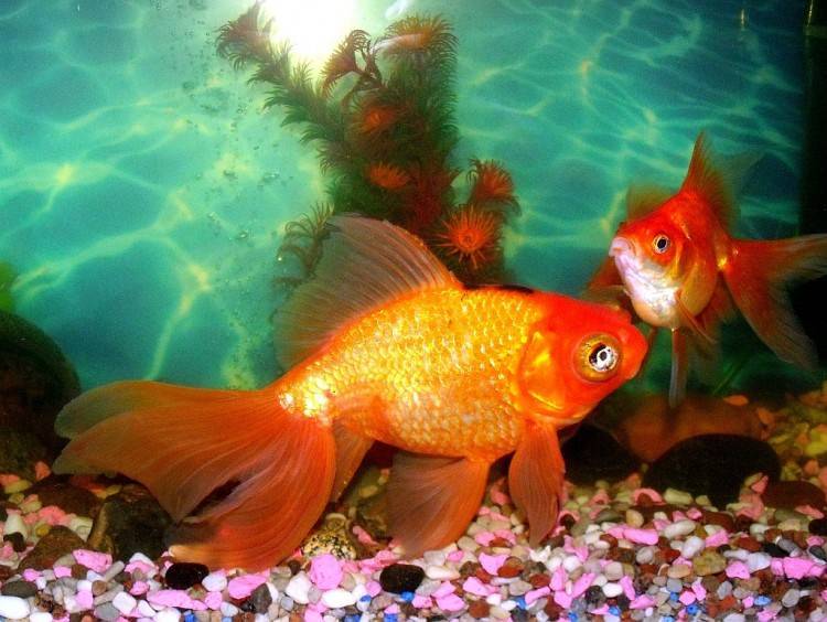 Топ-11 самых неприхотливых аквариумных рыбок для новичков!