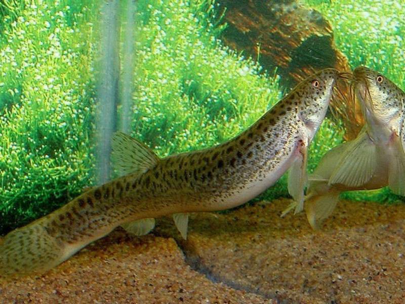 Содержание и уход за вьюновыми аквариумными рыбками