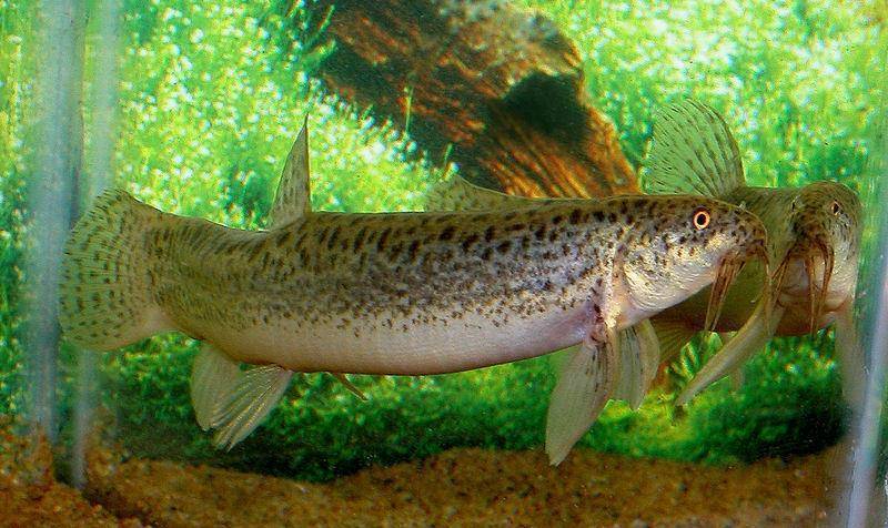 Рыбка пискун: описание и среда обитания, питание и различные виды вьюнка