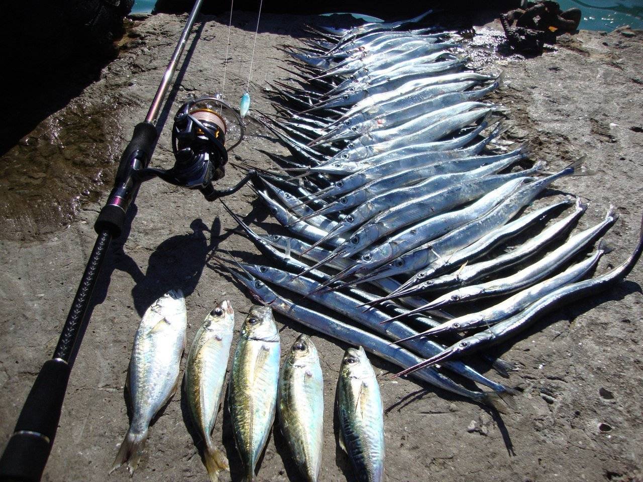 Рыбалка на чёрном море с берега – особенности береговой ловли