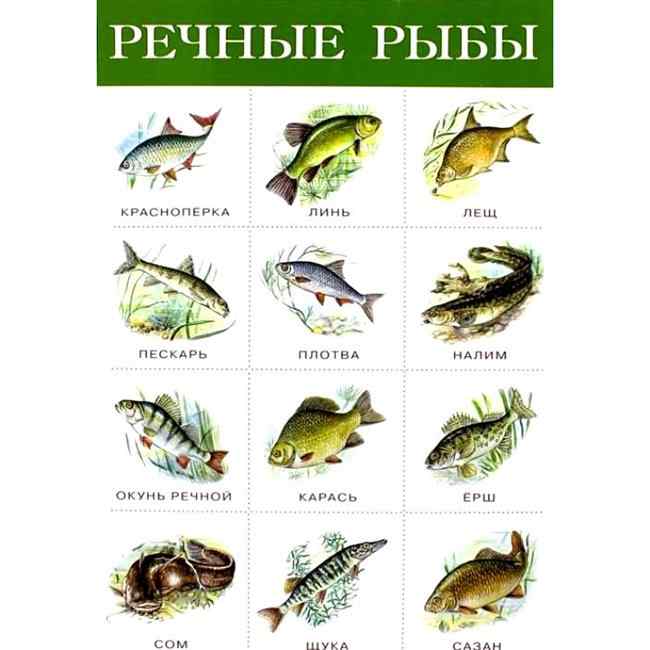 Список речных рыб