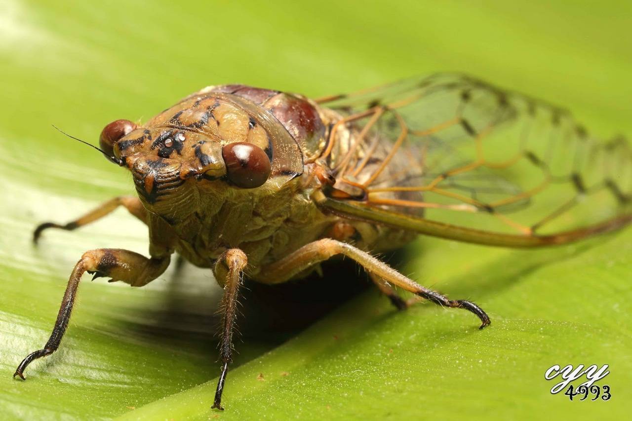Насекомое цикада - кто это и среда ее обитания
