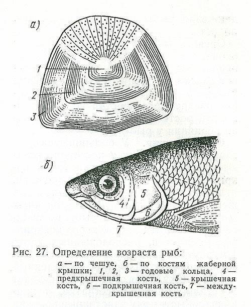 Как можно определить возраст рыбы при помощи исследования чешуи и костей