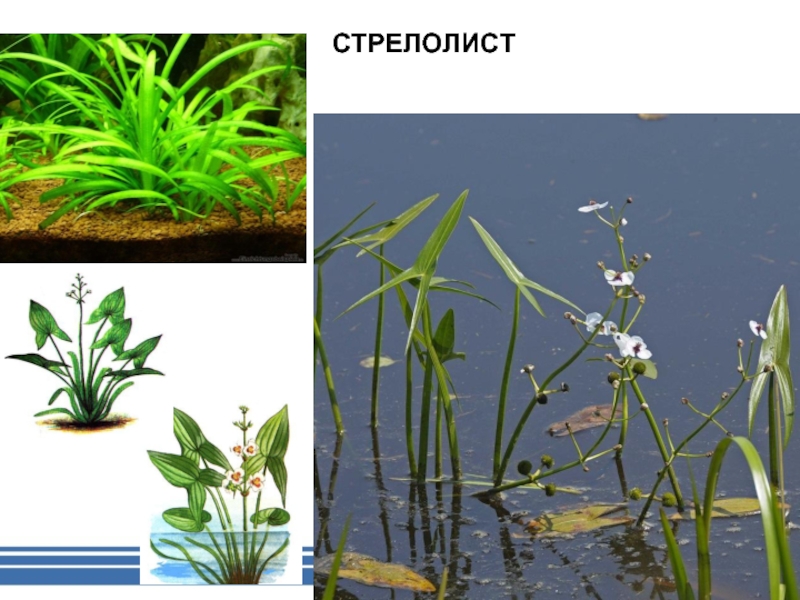 Рисунок стрелолиста разная форма листьев