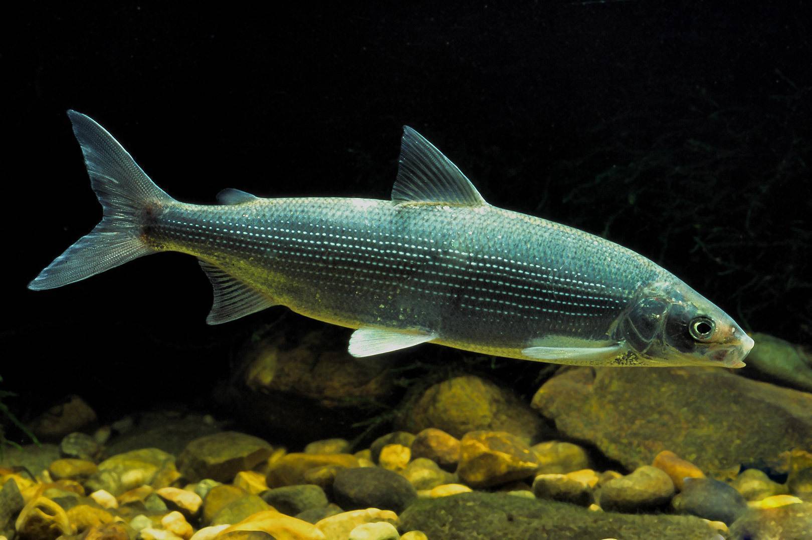 Рыба сиг: описание, виды и нерест. где водится и чем питается сиг