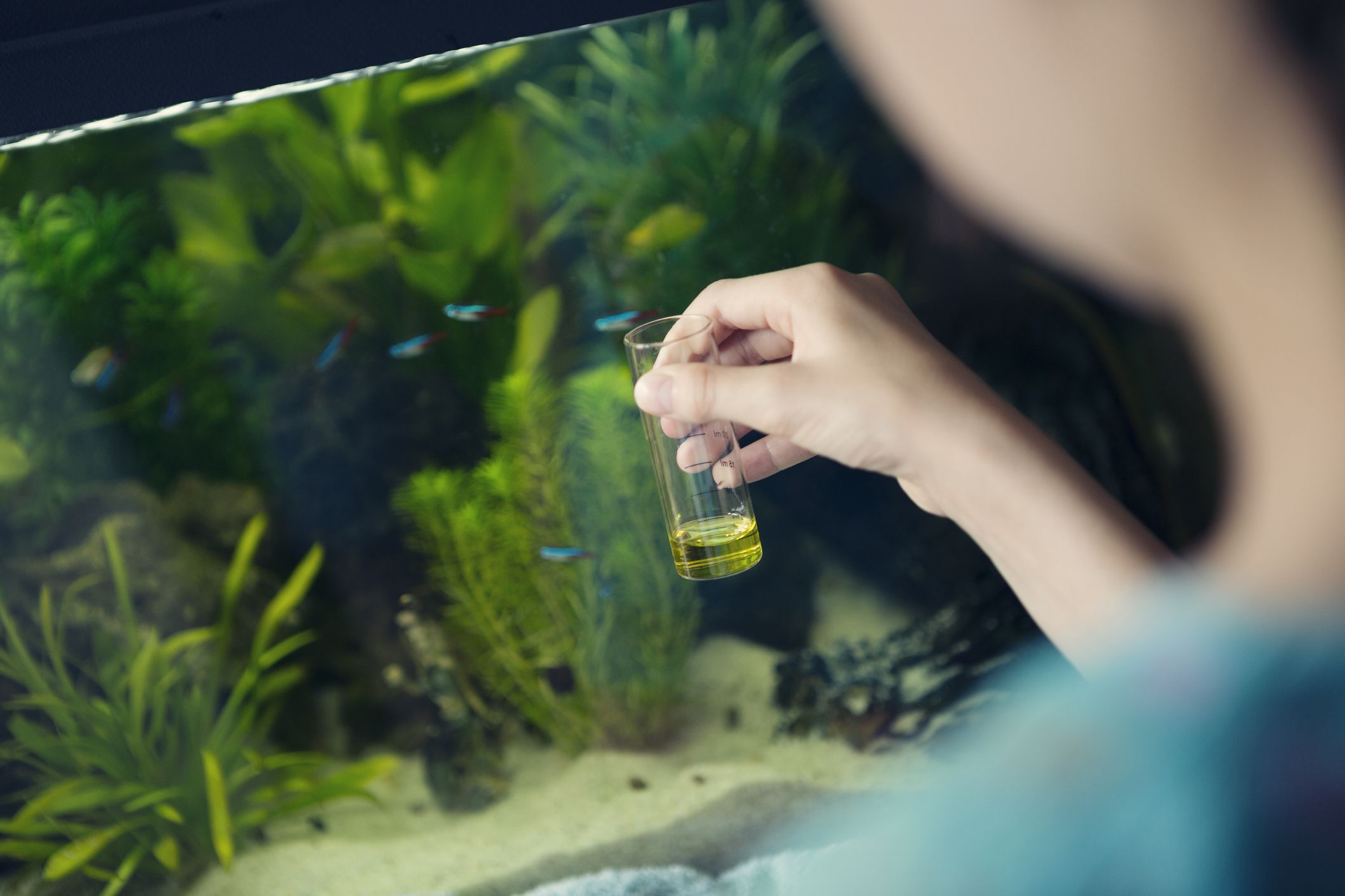 Чистка аквариума: как правильно и часто нужно чистить аквариум с рыбками в домашних условиях, почистить дно и стенки