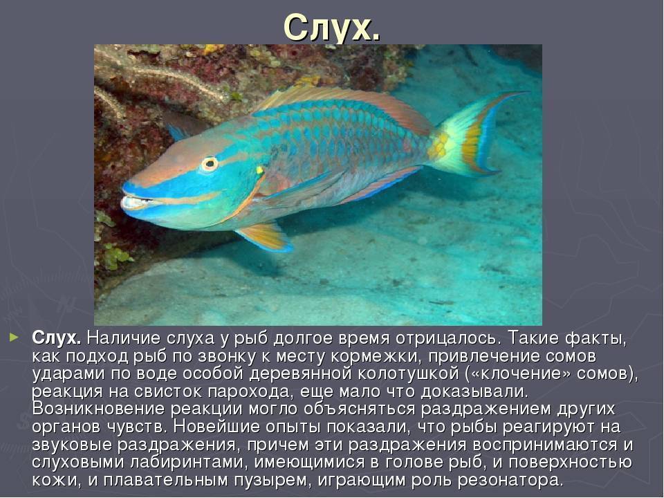 ✅ слух у рыб, что является органом слуха у рыбы - fishyarm.ru