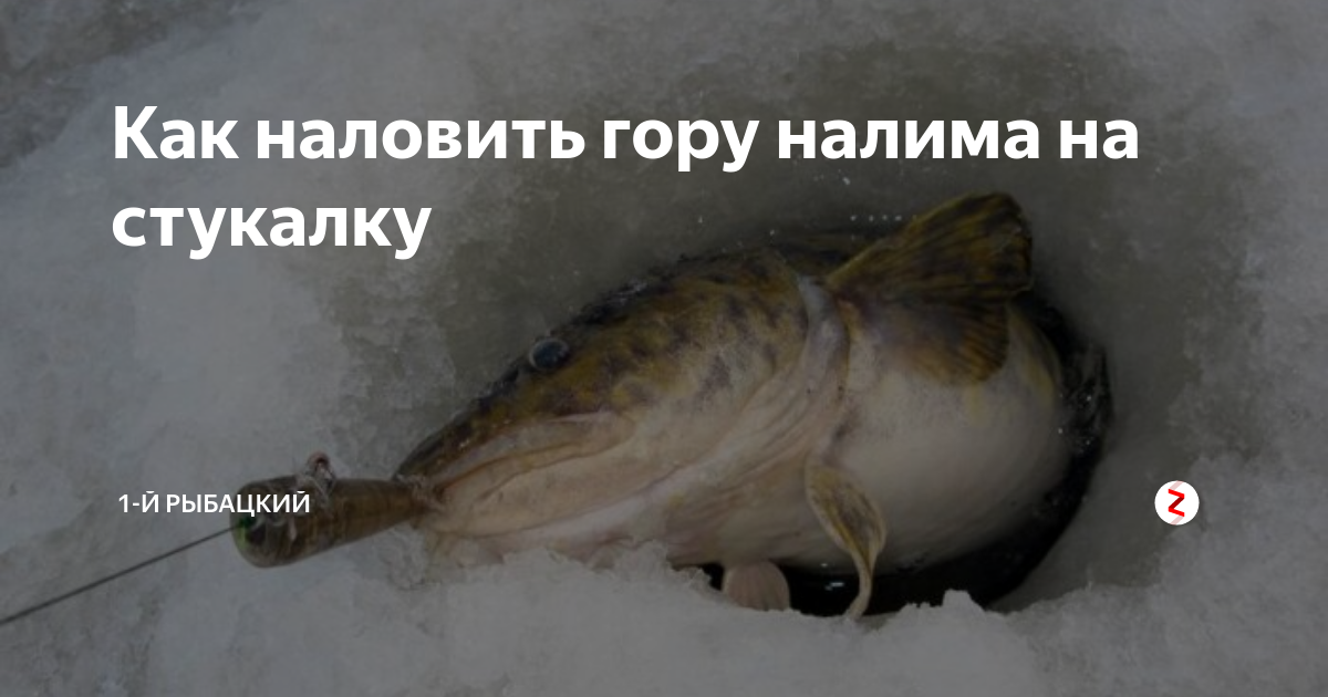 Ловля налима зимой на стукалку