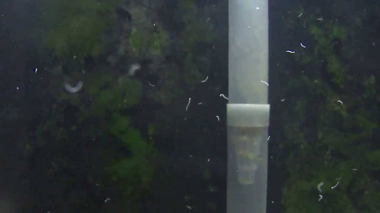 В аквариуме появились тонкие червяки как глисты