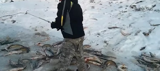 Ловля щуки на зимнюю жерлицу. техника и тактика. видео