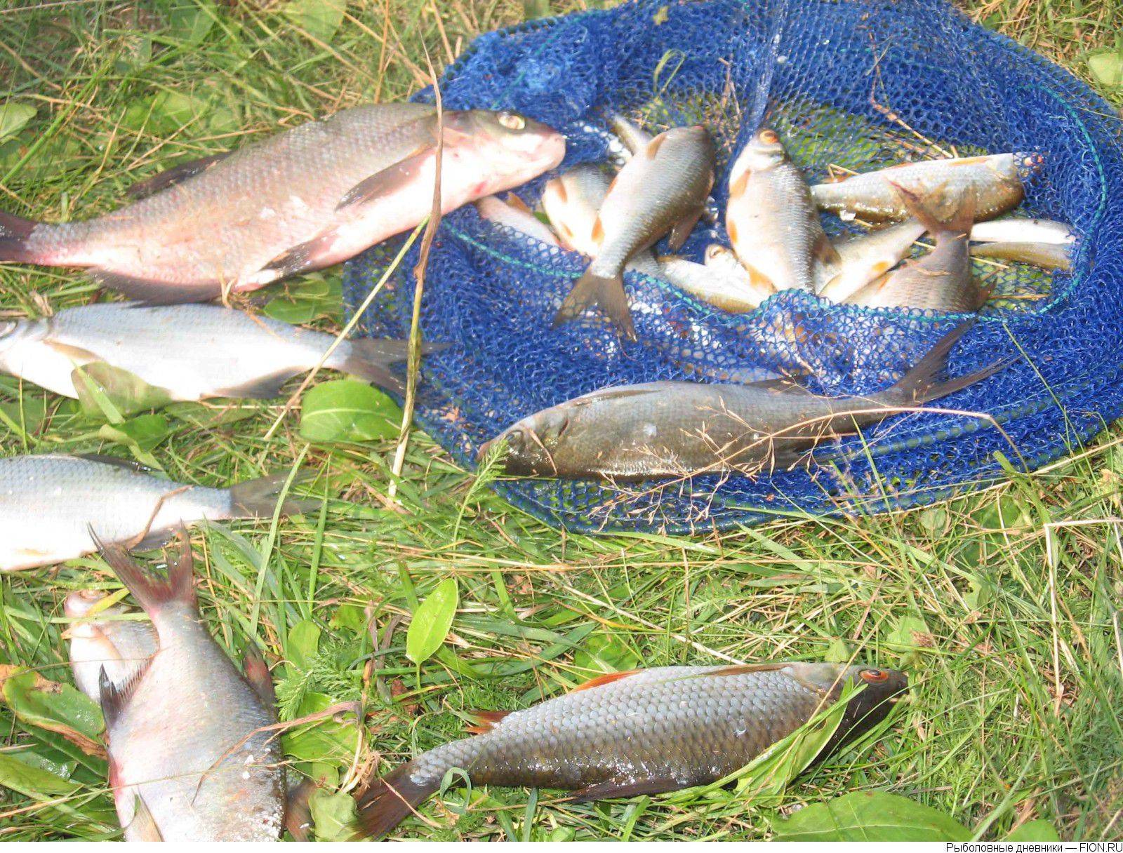 Рыбалка на клязьминском и пироговском водохранилищах: рыбалка в россии и по всему миру