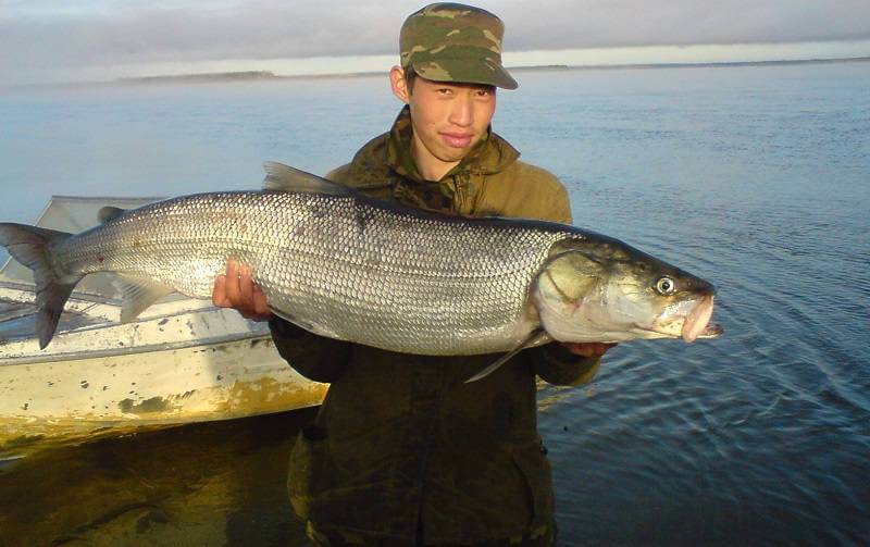 Рыба водящаяся в волге