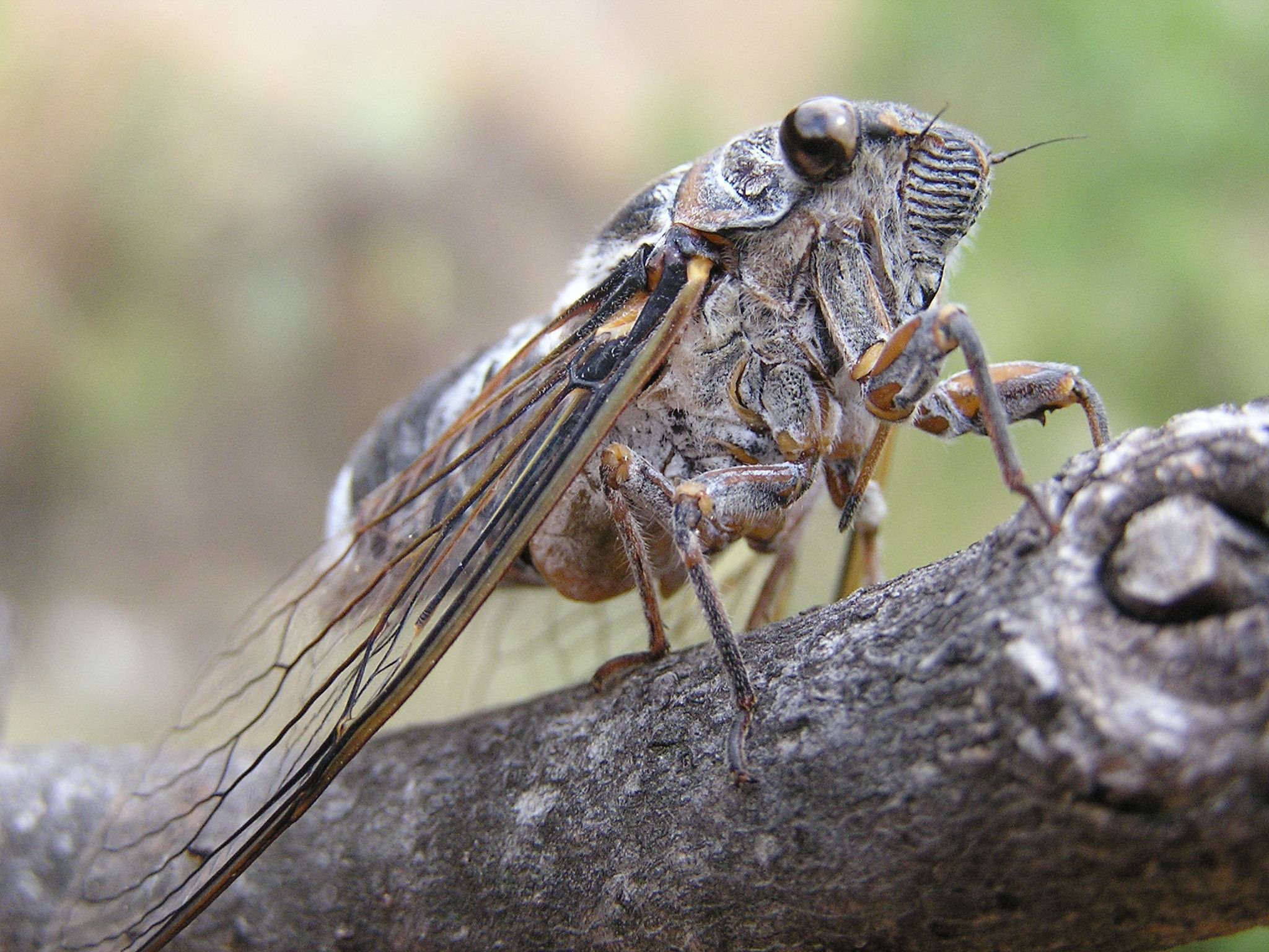 Описание и фото мухи цикады