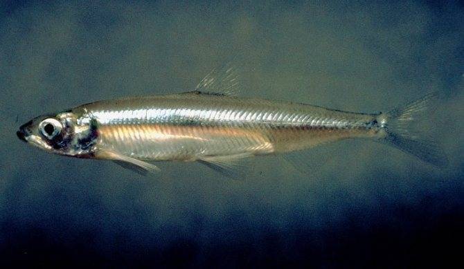Жерех: описание и особенности рыбы. как ловить и можно ли вырастить?