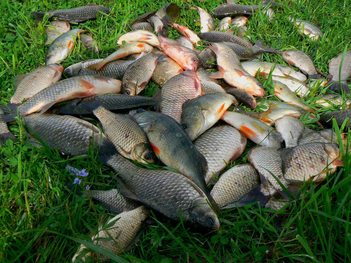 Рыбалка на озере плещеево: как ловить летом с берега, какая рыба водится