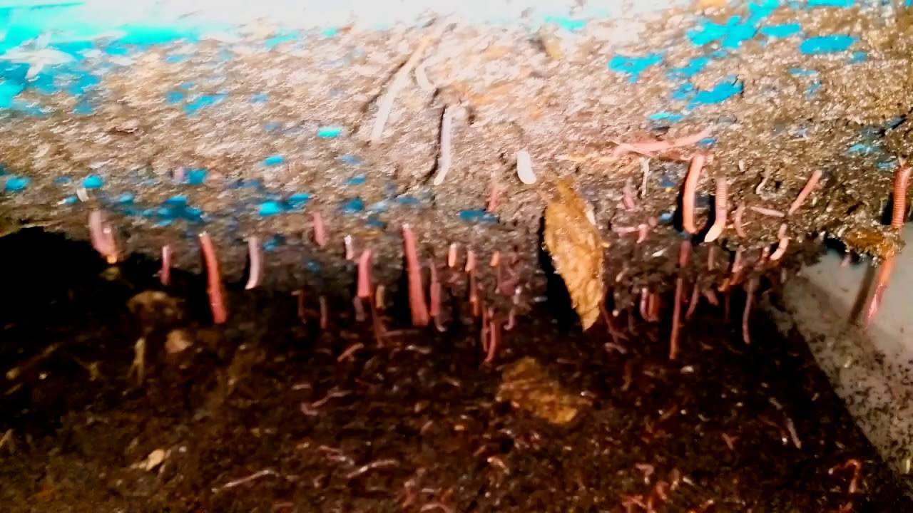 Как развести червей для рыбалки в огороде на даче или дома