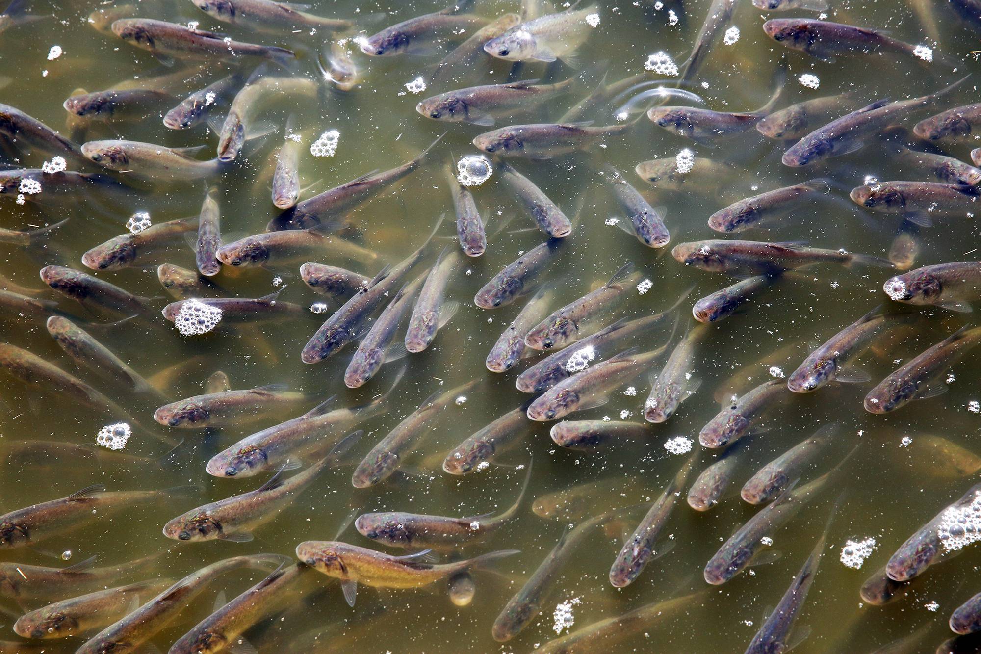 Прудовое рыбоводство: как правильно организовать?