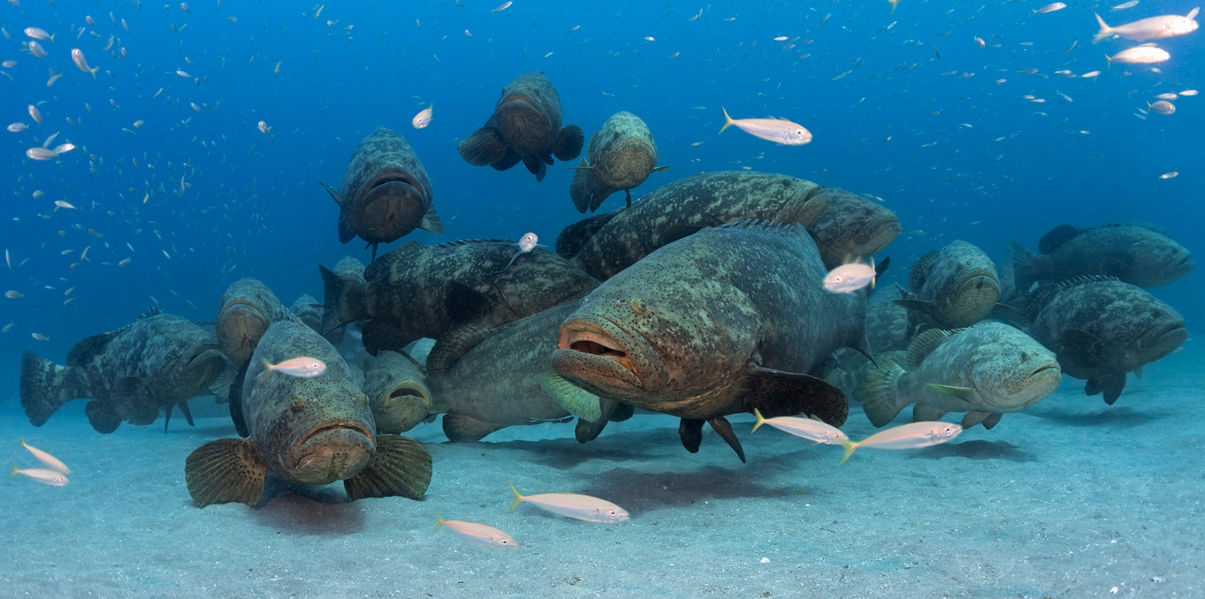 Каменный окунь групер (grouper): виды рыб и условия обитания