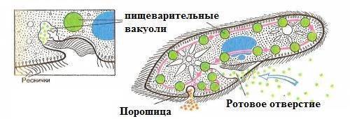 какое пищеварение у инфузории