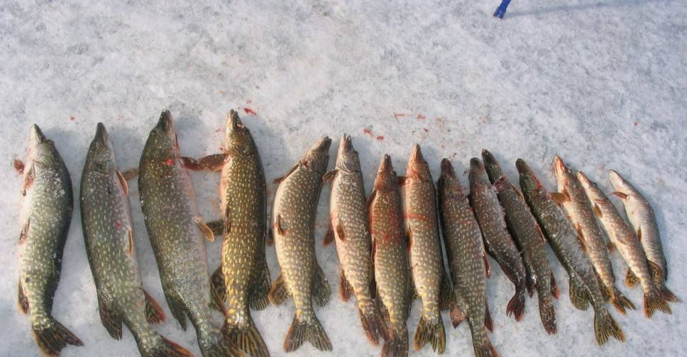 Глухозимье - мертвый сезон для рыбалки?