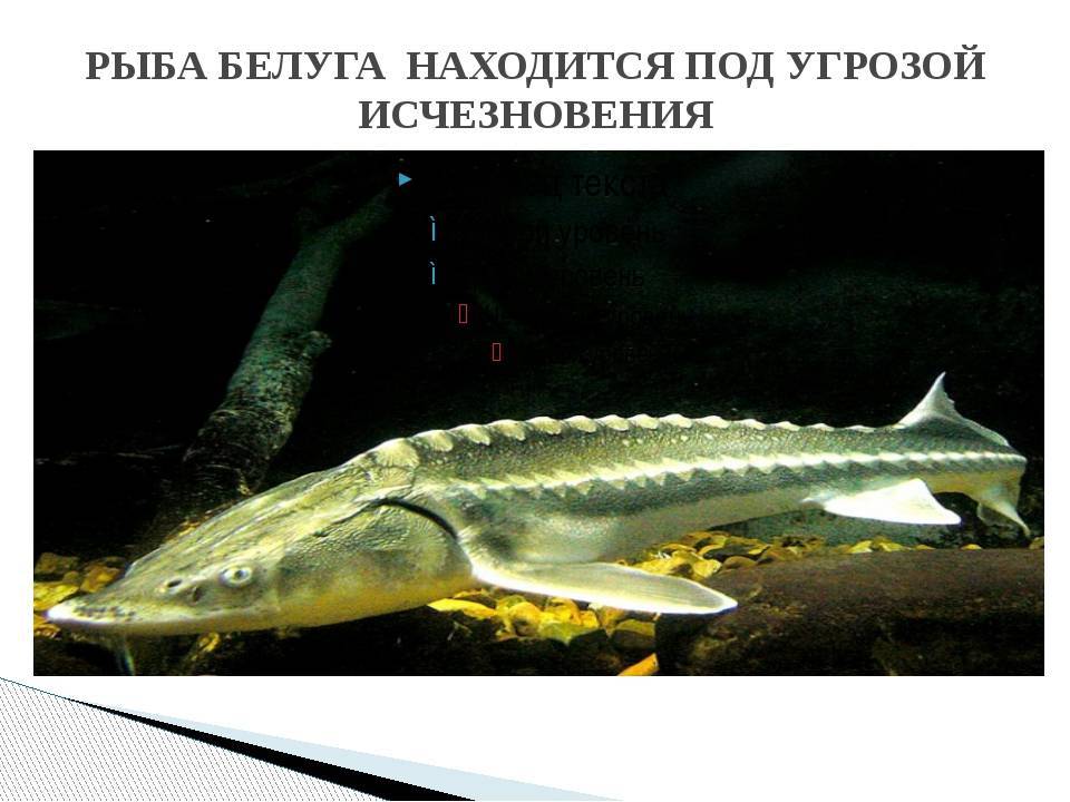 Рыба калуга амурская: описание осетровой породы, особенности питания и места обитания
