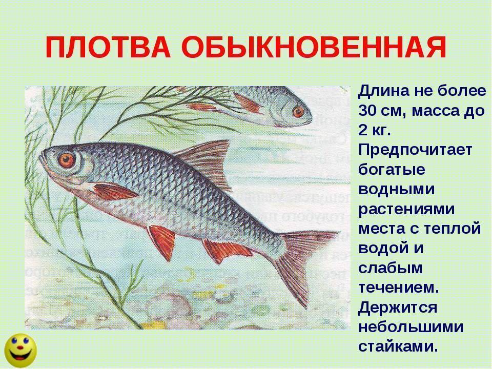 Описание рыбы сорога