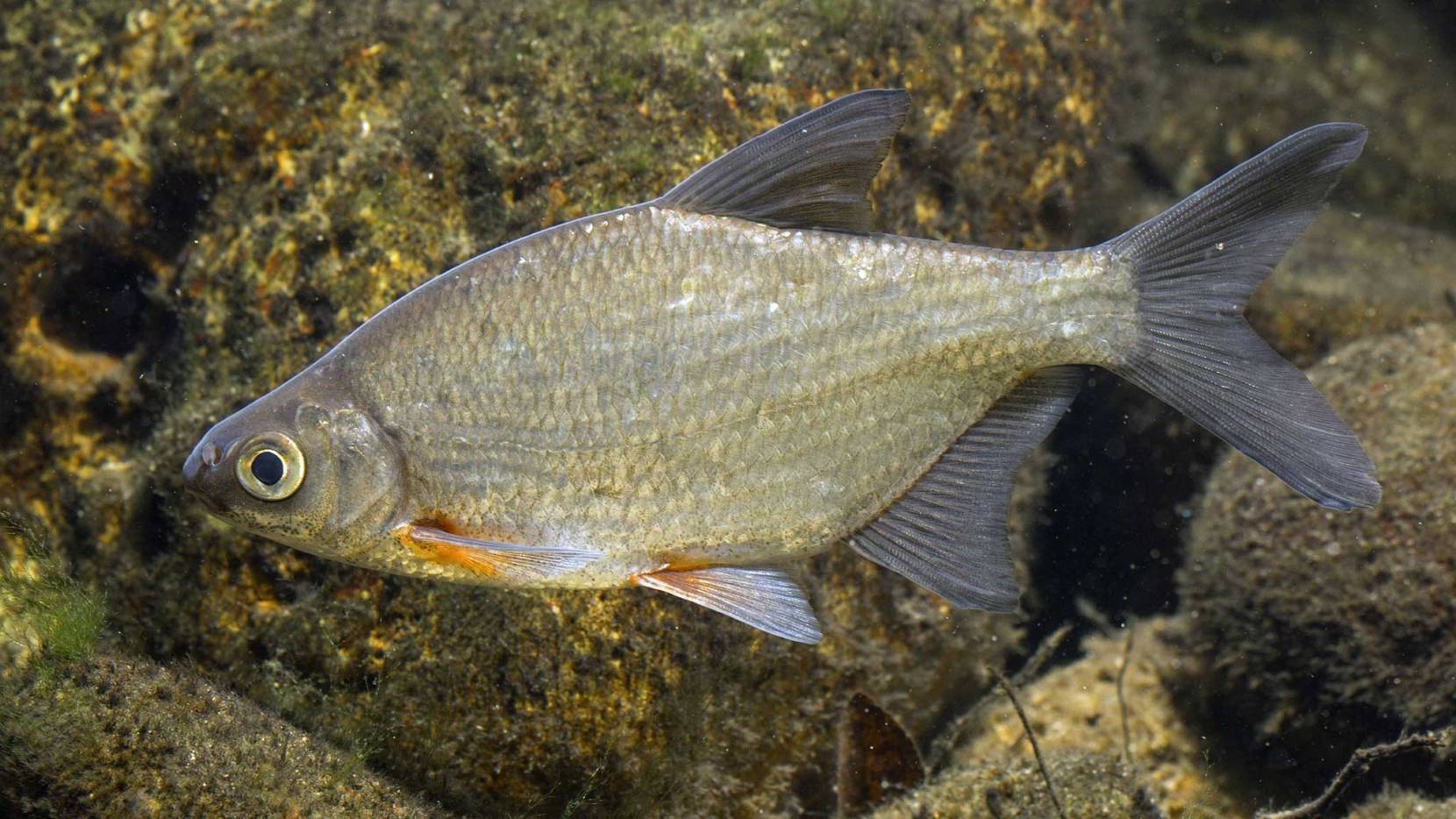 Рыба «Густера» фото и описание