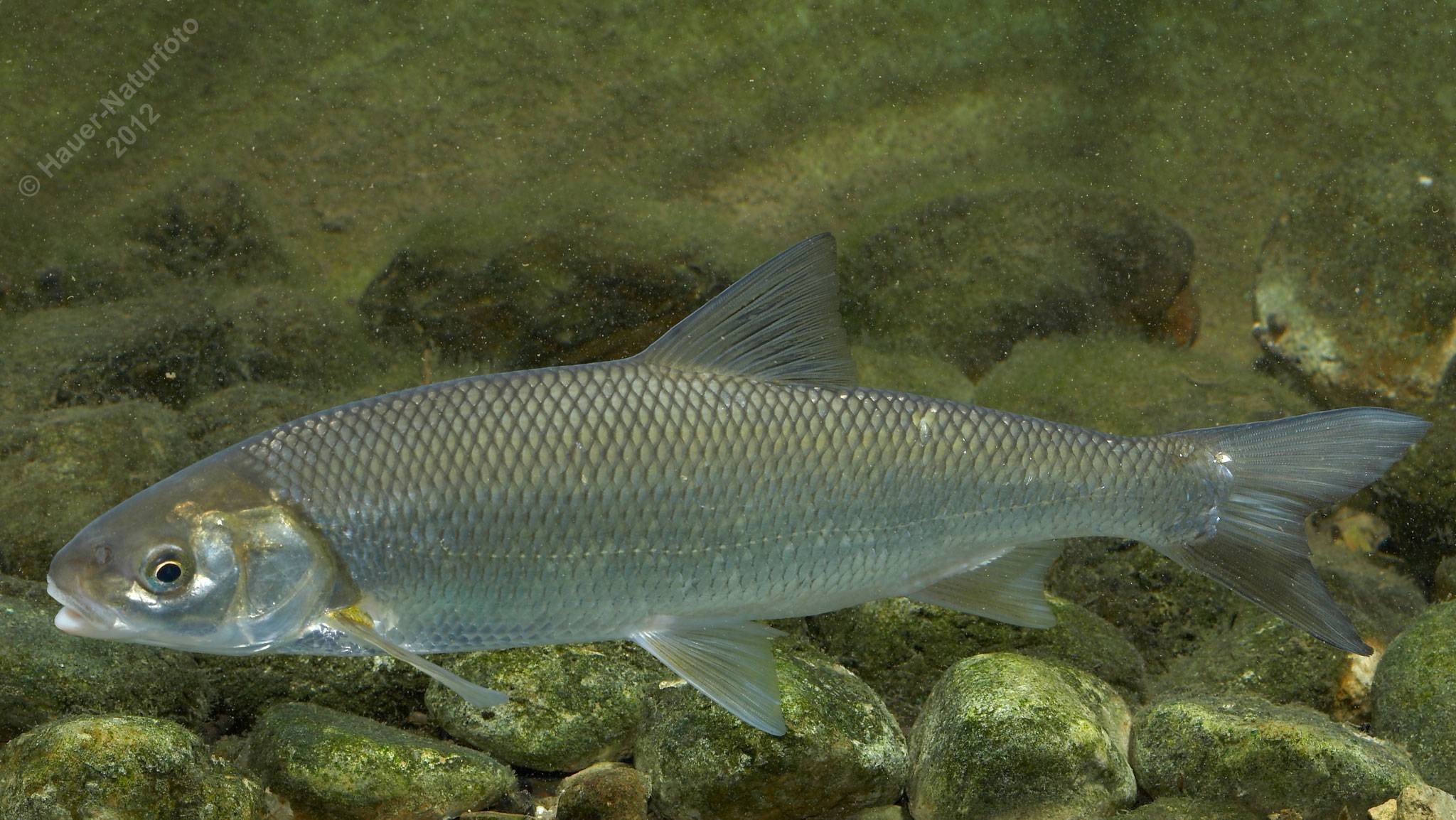 Характеристика рыбы вырезуб: описание, чем отличается от остальных представителей семейства, процесс ловли