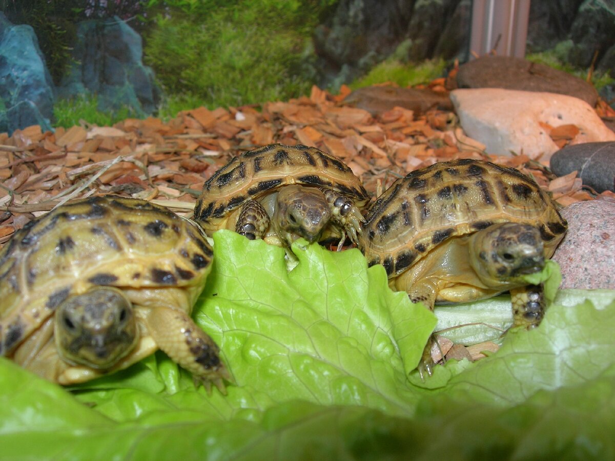 Чем кормить черепаху в домашних условиях сухопутную. Среднеазиатская красноухая черепаха. Черепаха сухопутная домашняя. Домик для среднеазиатской черепахи. Среднеазиатская черепаха питание.