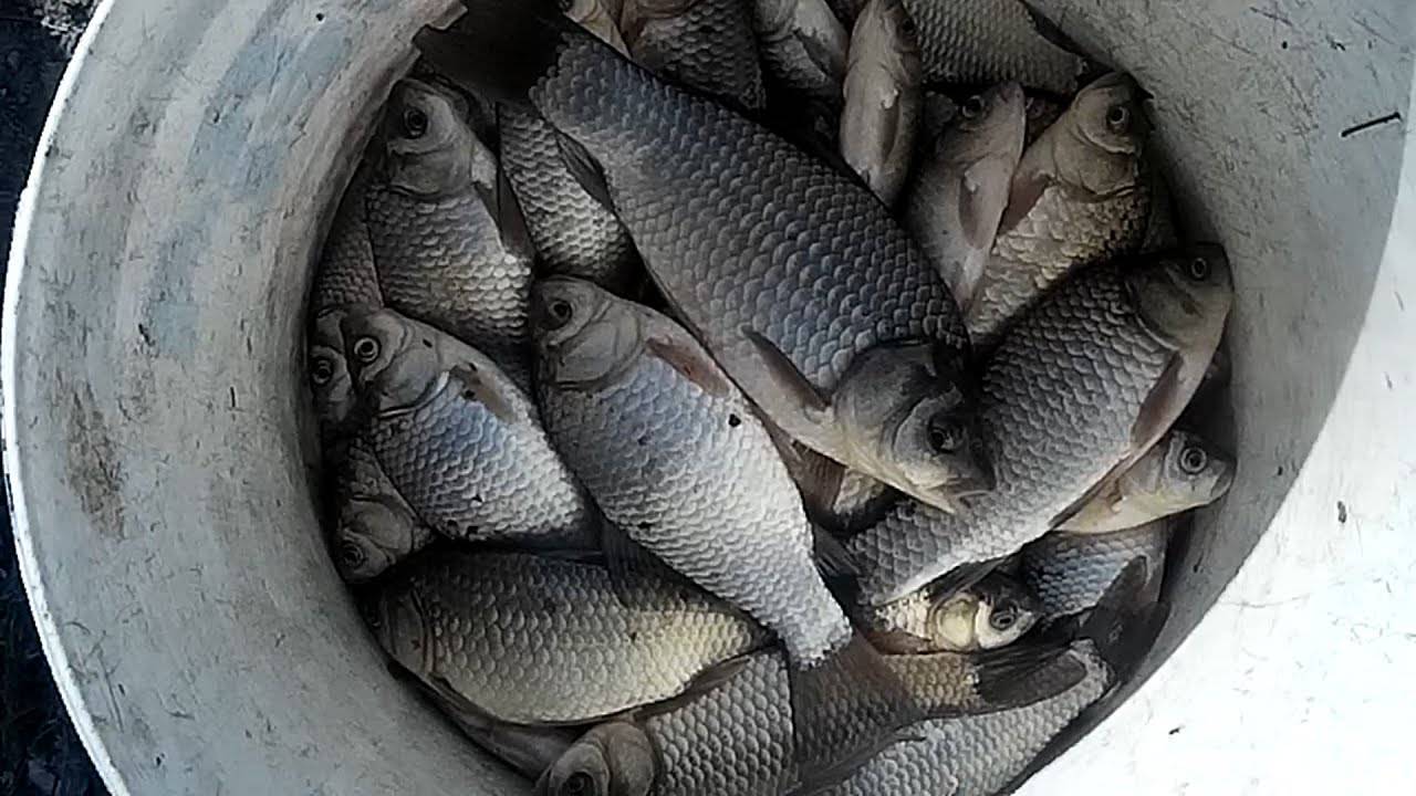 Рыбалка на резинку: советы по изготовлению и технология ловли различных пород рыб