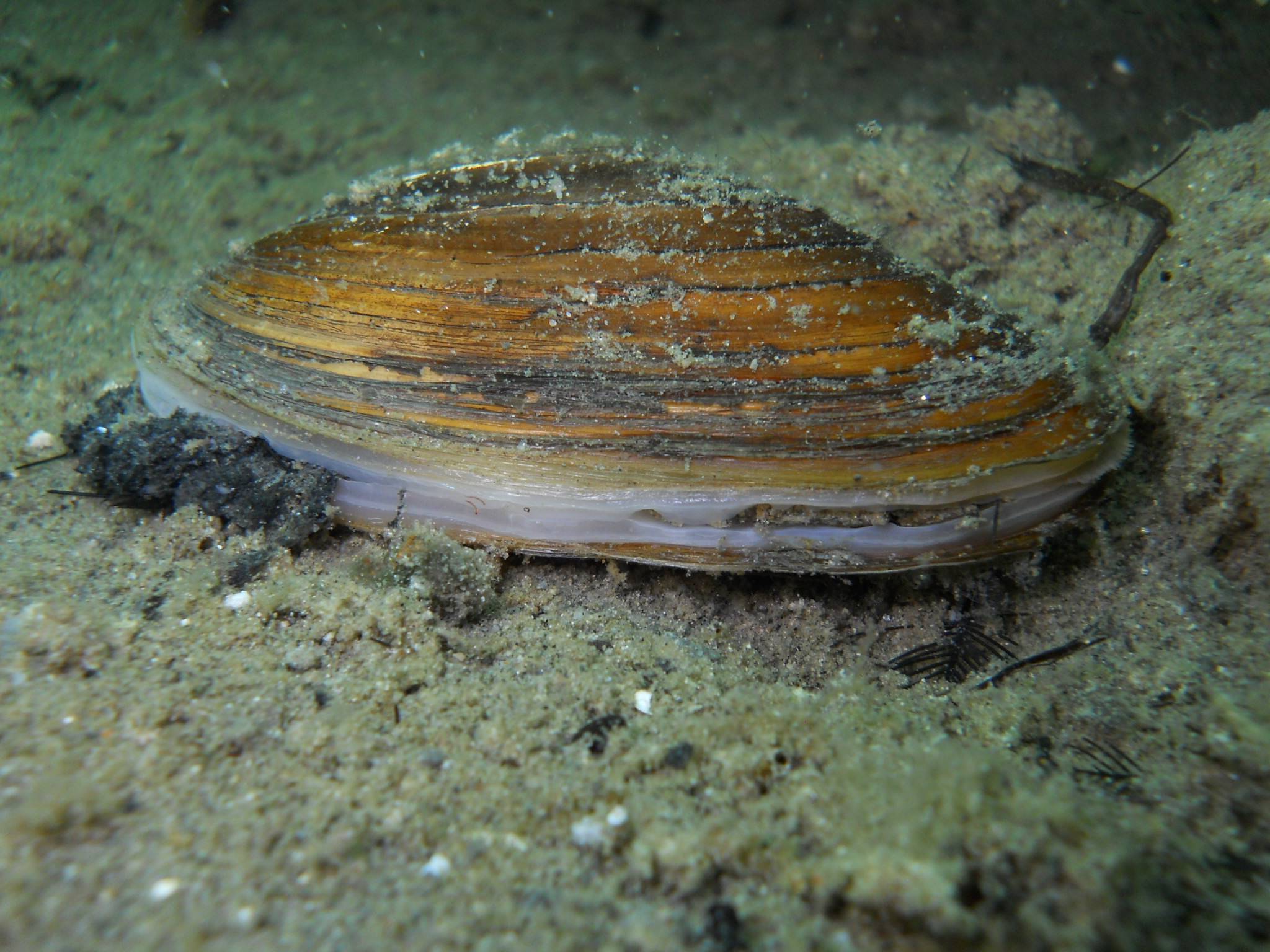 Беззубка обыкновенная: нервная система моллюска, жизненный цикл личинки, среда обитания, внутреннее строение, фото