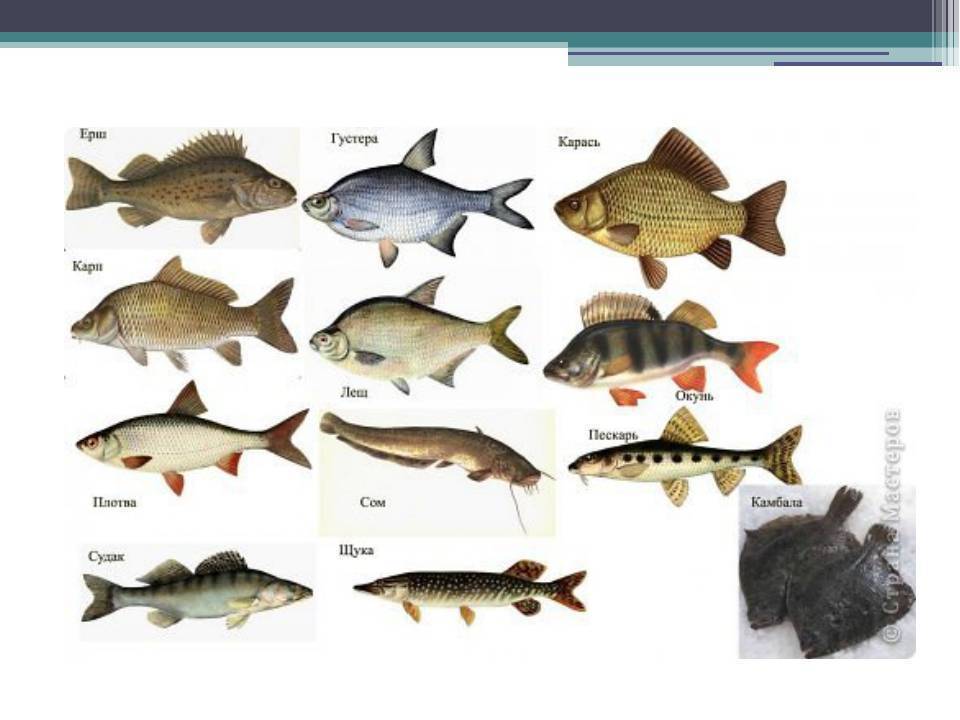 Виды рыб с фото и названиями