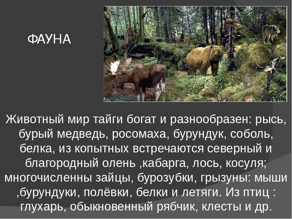 Животные тайги, обитающие в россии: список редких таёжных хищников, птиц, рыб и насекомых