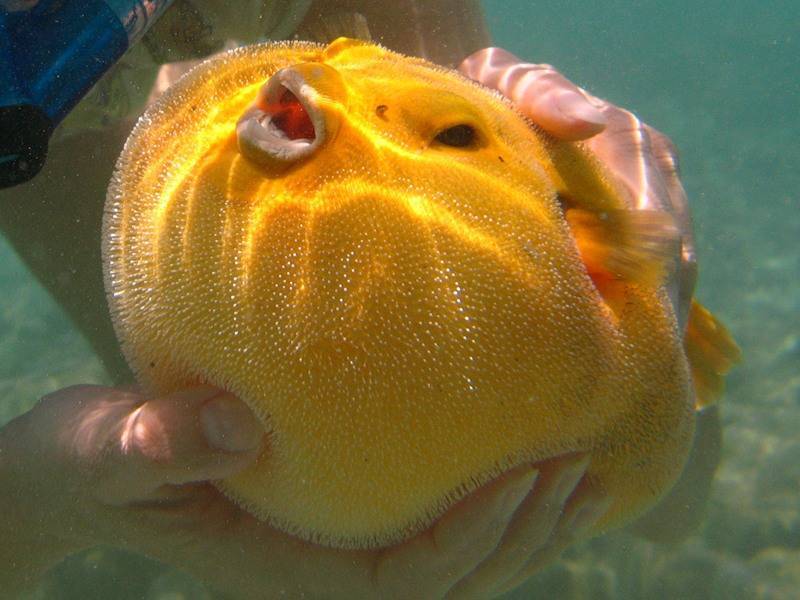 Рыба которая надувается как шар: тонкости содержания в аквариуме