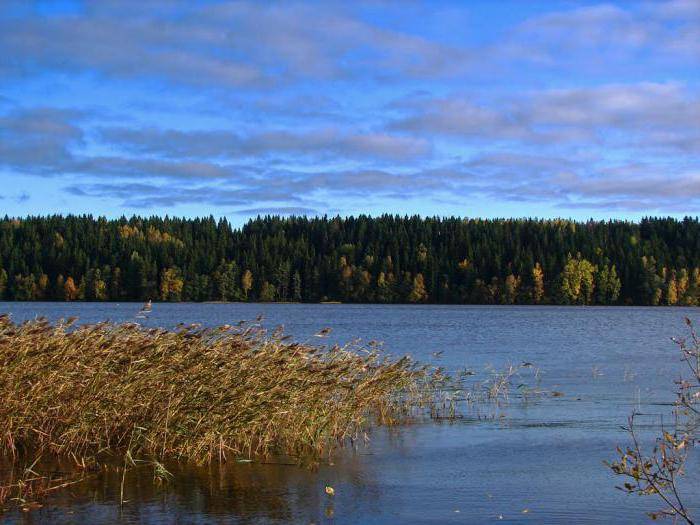Озера ленинградской области — карта, базы отдыха и пляжи, рыбалка, как добраться,  фото, где находятся